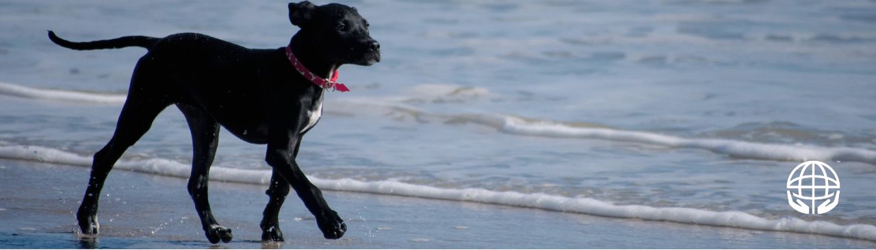 Pet Insurance Website Banner